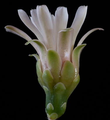 Gymnocalycium ferox